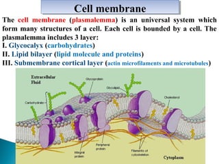 Сell membrane
Сell membrane
The cell membrane (plasmalemma) is an universal system which
form many structures of a cell. Each cell is bounded by a cell. The
plasmalemma includes 3 layer:
I. Glycocalyx (carbohydrates)
II. Lipid bilayer (lipid molecule and proteins)
III. Submembrane cortical layer (actin microfilaments and microtubules)

 