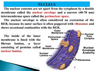 NUCLEUS
The nuclear contents are set apart from the cytoplasm by a double
membrane called the nuclear envelope and a narrow (40-70 nm)
intermembrane space called the perinuclear space.
The nuclear envelope is often considered an exctension of the
RER, because its outer surface is often peppered with ribosomes and
shows occasional continuities with the RER.
The inside of the inner
membrane is lined with the
fibrous lamina, a layer
consisting of proteins called
nuclear laminа.

generally

inside

 
