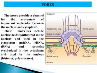 PORES
The pores provide a channel
for
the
movement
of
important molecules between
the nucleus and cytoplasm.
These
molecules include
nucleic acids synthesized in the
nucleus and used in the
cytoplasm (mRNA, rRNA,
tRNA)
and
proteins
synthesized in the cytoplasm
and used in the nucleus
(histones, polymerases).
nucleus
generally

 