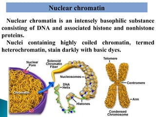 Nuclear chromatin
Nuclear chromatin is an intensely basophilic substance
consisting of DNA and associated histone and nonhistone
proteins.
Nuclei containing highly coiled chromatin, termed
heterochromatin, stain darkly with basic dyes.
heterochromatin

coiled

 