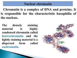 Nuclear chromatin
Chromatin is a complex of DNA and proteins. It
is responsible for the characteristic basophilia of
the nucleus.
The
densely
staining
material
is
highly
condensed chromatin called
heterochromatin and the
lightly staining material is a
dispersed
form
called
euchromatin.

 