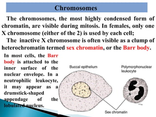 Chromosomes
The chromosomes, the most highly condensed form of
chromatin, are visible during mitosis. In females, only one
X chromosome (either of the 2) is used by each cell;
The inactive X chromosome is often visible as a clump of
heterochromatin termed sex chromatin, or the Barr body.
In most cells, the Barr
body is attached to the
inner surface of the
nuclear envelope. In a
neutrophilic leukocyte,
it may appear as a
drumstick-shaped
appendage
of
the
lobulated nucleus.

 