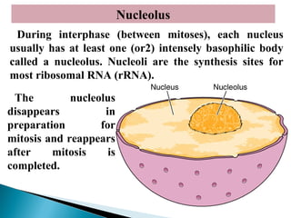 Nucleolus
During interphase (between mitoses), each nucleus
usually has at least one (or2) intensely basophilic body
called a nucleolus. Nucleoli are the synthesis sites for
most ribosomal RNA (rRNA).
The
nucleolus
disappears
in
preparation
for
mitosis and reappears
after
mitosis
is
completed.

 
