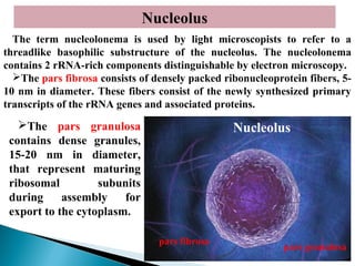 Nucleolus
The term nucleolonema is used by light microscopists to refer to a
threadlike basophilic substructure of the nucleolus. The nucleolonema
contains 2 rRNA-rich components distinguishable by electron microscopy.
The pars fibrosa consists of densely packed ribonucleoprotein fibers, 510 nm in diameter. These fibers consist of the newly synthesized primary
transcripts of the rRNA genes and associated proteins.

The pars granulosa
contains dense granules,
15-20 nm in diameter,
that represent maturing
ribosomal
subunits
during
assembly
for
export to the cytoplasm.

Nucleolus

pars fibrosa

pars granulosa

 