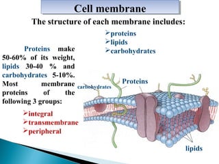 Сell membrane
Сell membrane
The structure of each membrane includes:
Proteins make
50-60% of its weight,
lipids 30-40 % and
carbohydrates 5-10%.
Most
membrane
proteins
of
the
following 3 groups:

proteins
lipids
carbohydrates

carbohydrates

Proteins

іntegral
transmembrane
рeripheral
lipids

 