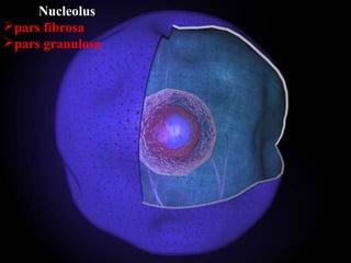 Nucleolus
pars fibrosa
pars granulosa

 