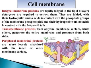 Сell membrane
Сell membrane
Integral membrane proteins are tightly lodged in the lipid bilayer;
detergents are required to extract them. They are folded, with
their hydrophilic amino acids in contact with the phosphate groups
of the membrane phospholipids and their hydrophobic amino acids
in contact with the fatty-acid tails.
Тransmembrane proteins from onlyone membrane surface, while
others, penetrate the entire membrane and protrude from both
sides.
Peripheral membrane proteins
are more loosely associated
with the inner or outer
membrane surface.

 