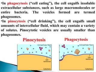 •In phagocytosis (“cell eating”), the cell engulfs insoluble
extracellular substances, such as large macromolecules or
ent...