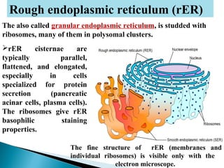 Rough endoplasmic reticulum (RER)
rER is mainly concerned with the synhtesis of proteins for
sequestration from the rest o...