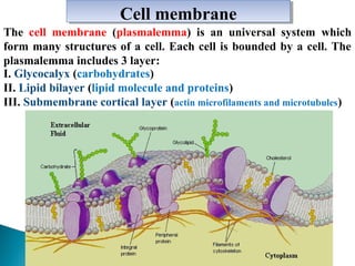 Сell membrane
Сell membrane
The cell membrane (plasmalemma) is an universal system which
form many structures of a cell. E...