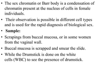 • The sex chromatin or Barr body is a condensation of
chromatin present at the nucleus of cells in female
individuals.
• Their observation is possible in different cell types
and is used for the rapid diagnosis of biological sex.
• Sample:
• Scrapings from buccal mucosa, or in some women
from the vaginal wall.
• Buccal mucosa is scrapped and smear the slide.
• While the Drumstick is done on the white
cells (WBC) to see the presence of drumstick.
 