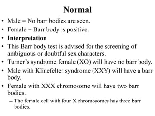 Normal
• Male = No barr bodies are seen.
• Female = Barr body is positive.
• Interpretation
• This Barr body test is advised for the screening of
ambiguous or doubtful sex characters.
• Turner’s syndrome female (XO) will have no barr body.
• Male with Klinefelter syndrome (XXY) will have a barr
body.
• Female with XXX chromosome will have two barr
bodies.
– The female cell with four X chromosomes has three barr
bodies.
 