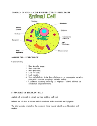 DIAGRAM OF ANIMAL CELL UNDER ELECTRON MICROSCOPE
ANIMAL CELL STRUCTURES
Characteristics;
1. Have irregular shape.
2. Have centrioles.
3. Have lysosomes.
4. Lack cell walls.
5. Lack plastids.
6. Store carbohydrates in the form of glycogen e.g. phagocytotic vacuoles,
pinocytotic vacuoles, autophagic vacuoles and etc.
7. Cytokinesis occurs by furrowing i.e. periphery – centres direction of
constriction of cell membrane.
STRUCTURE OF THE PLANT CELL
A plant cell is incased in a tough and rigid cellulose cell wall.
Beneath the cell wall is the cell surface membrane which surrounds the cytoplasm.
The latter contains organelles; the prominent being vacuole plastids e.g. chloroplasts and
nucleus.
 