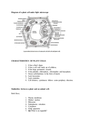 Diagram of a plant cell under light microscope
CHARACTERISTICS OF PLANT CELLS
1. It has a fixed shape.
2. It has a cell wall made up of cellulose.
3. It has large permanent vacuole,
4. It has plastids; chloroplasts, chromoplast and leucoplasts.
5. Stores carbohydrates in the form of starch.
6. Lack lysosomes.
7. Lack centrioles.
8. Cell division; cytokinesis follows cento-periphery direction.
Similarities between a plant and an animal cell:
Both Have;
1. Plasma membrane
2. Distinct nucleus
3. Ribosome
4. Endoplasmic reticulum
5. Cytoplasm
6. Golgi apparatus
7. Qn What is an organelle?
 
