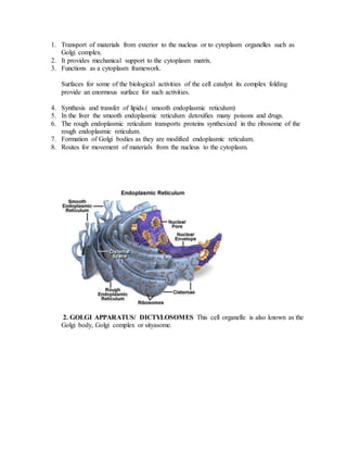 1. Transport of materials from exterior to the nucleus or to cytoplasm organelles such as
Golgi complex.
2. It provides mechanical support to the cytoplasm matrix.
3. Functions as a cytoplasm framework.
Surfaces for some of the biological activities of the cell catalyst its complex folding
provide an enormous surface for such activities.
4. Synthesis and transfer of lipids.( smooth endoplasmic reticulum)
5. In the liver the smooth endoplasmic reticulum detoxifies many poisons and drugs.
6. The rough endoplasmic reticulum transports proteins synthesized in the ribosome of the
rough endoplasmic reticulum.
7. Formation of Golgi bodies as they are modified endoplasmic reticulum.
8. Routes for movement of materials from the nucleus to the cytoplasm.
2. GOLGI APPARATUS/ DICTYLOSOMES This cell organelle is also known as the
Golgi body, Golgi complex or sityasome.
 