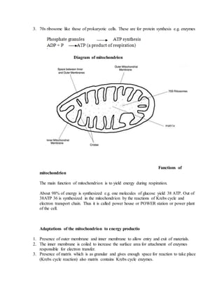 3. 70s ribosome like those of prokaryotic cells. These are for protein synthesis e.g. enzymes
Diagram of mitochondrion
Functions of
mitochondrion
The main function of mitochondrion is to yield energy during respiration.
About 98% of energy is synthesized e.g. one molecules of glucose yield 38 ATP. Out of
38ATP 36 is synthesized in the mitochondrion by the reactions of Krebs cycle and
electron transport chain. Thus it is called power house or POWER station or power plant
of the cell.
Adaptations of the mitochondrion to energy productio
1. Presence of outer membrane and inner membrane to allow entry and exit of materials.
2. The inner membrane is coiled to increase the surface area for attachment of enzymes
responsible for electron transfer.
3. Presence of matrix which is as granular and gives enough space for reaction to take place
(Krebs cycle reaction) also matrix contains Krebs cycle enzymes.
 