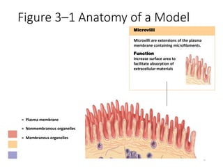cytology.pptx