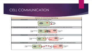 CYTOLOGY.pptx The structure and functions of cells | PPTX