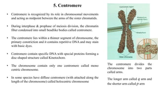 Cytology chromosomes | PPTX