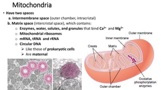 Cytology-pdf | PDF