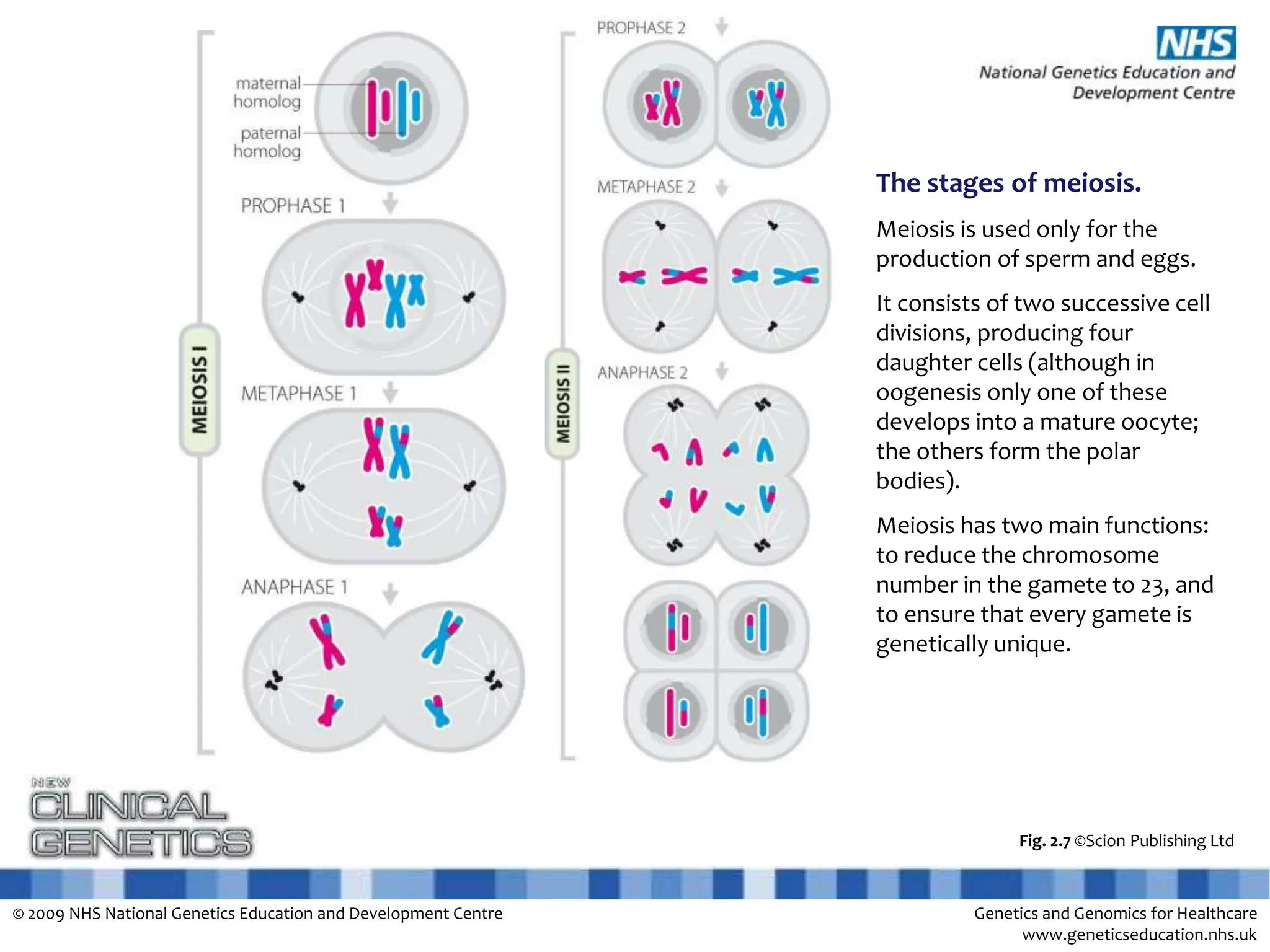 cytology-mitosis-and-meiosis.pptx