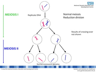 cytology-mitosis-and-meiosis.pptx