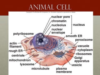 Animal cell
 
