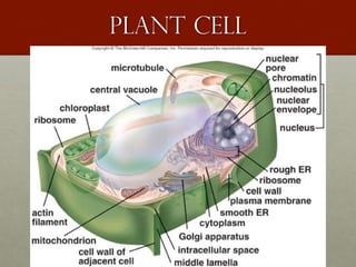 Plant cell
 