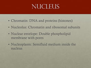 nucleus
• Chromatin: DNA and proteins (histones)
• Nucleolus: Chromatin and ribosomal subunits
• Nuclear envelope: Double phospholipid
membrane with pores
• Nucleoplasm: Semifluid medium inside the
nucleus
 