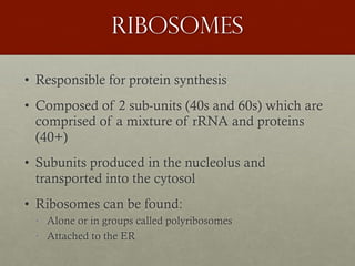 Ribosomes
• Responsible for protein synthesis
• Composed of 2 sub-units (40s and 60s) which are
comprised of a mixture of rRNA and proteins
(40+)
• Subunits produced in the nucleolus and
transported into the cytosol
• Ribosomes can be found:
• Alone or in groups called polyribosomes
• Attached to the ER
 