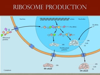 Ribosome production
 