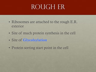 Rough er
• Ribosomes are attached to the rough E.R.
exterior
• Site of much protein synthesis in the cell
• Site of Glycolsylation
• Protein sorting start point in the cell
 