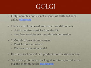 golgi
• Golgi complex consists of a series of flattened sacs
called cisternae
• 2 faces with functional and structural differences
• cis face: receives vessicles from the ER
• trans face: vessicles exit towards their destination
• 2 Models of protein movement
• Vessicle transport model
• Cisternae maturation model
• Further biochemical cell product modifications occur
• Secretory proteins are packaged and transported to the
plasma membrane for exocytosis.
 