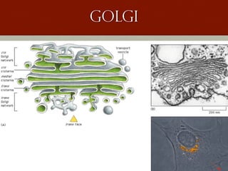 golgi
 