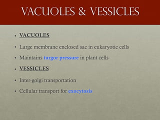 Vacuoles & vessicles
• VACUOLES
• Large membrane enclosed sac in eukaryotic cells
• Maintains turgor pressure in plant cells
• VESSICLES
• Inter-golgi transportation
• Cellular transport for exocytosis
 