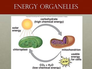 Energy organelles
 