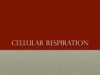 Cellular Respiration
 