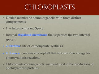 chloroplasts
• Double membrane bound organelle with three distinct
compartments
• 1. – Inter-membrane Space
• Internal thylakoid membrane that separates the two internal
spaces:
• 2. Stroma: site of carbohydrate synthesis
• 3. Lumen: contains chlorophyll that absorbs solar energy for
photosynthesis reactions
• Chloroplasts contain genetic material used in the production of
photosynthesis proteins
 