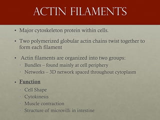 Actin filaments
• Major cytoskeleton protein within cells.
• Two polymerized globular actin chains twist together to
form each filament
• Actin filaments are organized into two groups:
• Bundles – found mainly at cell periphery
• Networks – 3D network spaced throughout cytoplasm
• Function
• Cell Shape
• Cytokinesis
• Muscle contraction
• Structure of microvilli in intestine
 