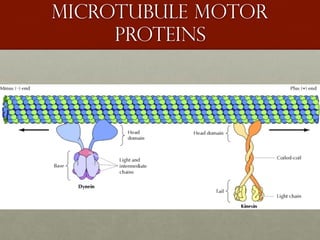 Microtubule motor
proteins
 