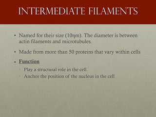 Intermediate filaments
• Named for their size (10ηm). The diameter is between
actin filaments and microtubules.
• Made from more than 50 proteins that vary within cells
• Function
• Play a structural role in the cell.
• Anchor the position of the nucleus in the cell
 