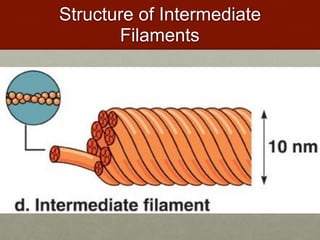 Structure of Intermediate
Filaments
 