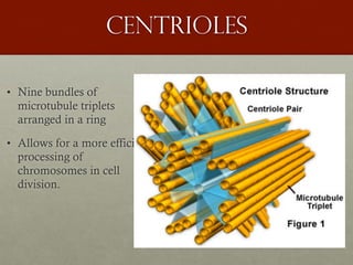 Centrioles
• Nine bundles of
microtubule triplets
arranged in a ring
• Allows for a more efficient
processing of
chromosomes in cell
division.
 