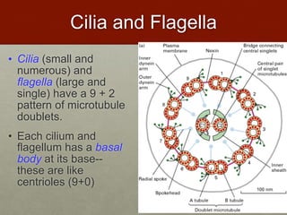 Cilia and Flagella
• Cilia (small and
numerous) and
flagella (large and
single) have a 9 + 2
pattern of microtubule
doublets.
• Each cilium and
flagellum has a basal
body at its base--
these are like
centrioles (9+0)
 
