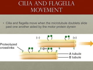 Cilia and flagella
movement
• Cilia and flagella move when the microtubule doublets slide
past one another aided by the motor protein dynein
 