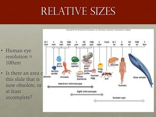 Relative sizes
• Human eye
resolution =
100um
• Is there an area of
this slide that is
now obsolete, or
at least
incomplete?
 