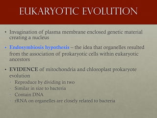Eukaryotic evolution
• Invagination of plasma membrane enclosed genetic material
creating a nucleus
• Endosymbiosis hypothesis – the idea that organelles resulted
from the association of prokaryotic cells within eukaryotic
ancestors
• EVIDENCE of mitochondria and chloroplast prokaryote
evolution
• Reproduce by dividing in two
• Similar in size to bacteria
• Contain DNA
• rRNA on organelles are closely related to bacteria
 