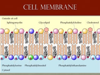 Cell membrane
 