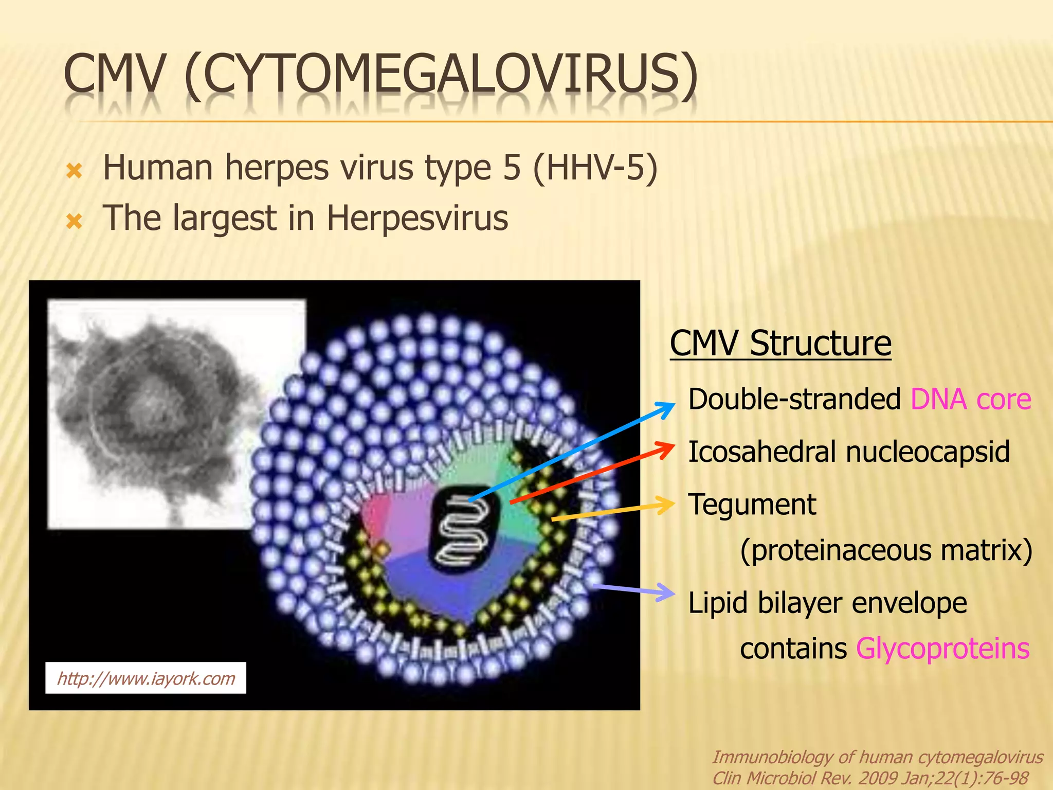 Microcephaly Vs Cytomegalovirus – XVPVKE