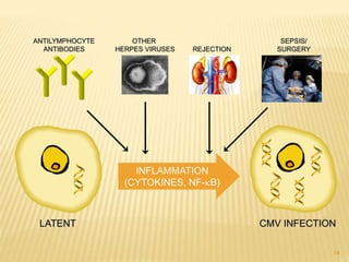 INFLAMMATION
(CYTOKINES, NF-B)
LATENT CMV INFECTION
ANTILYMPHOCYTE
ANTIBODIES
OTHER
HERPES VIRUSES
SEPSIS/
SURGERYREJECTION
14
 
